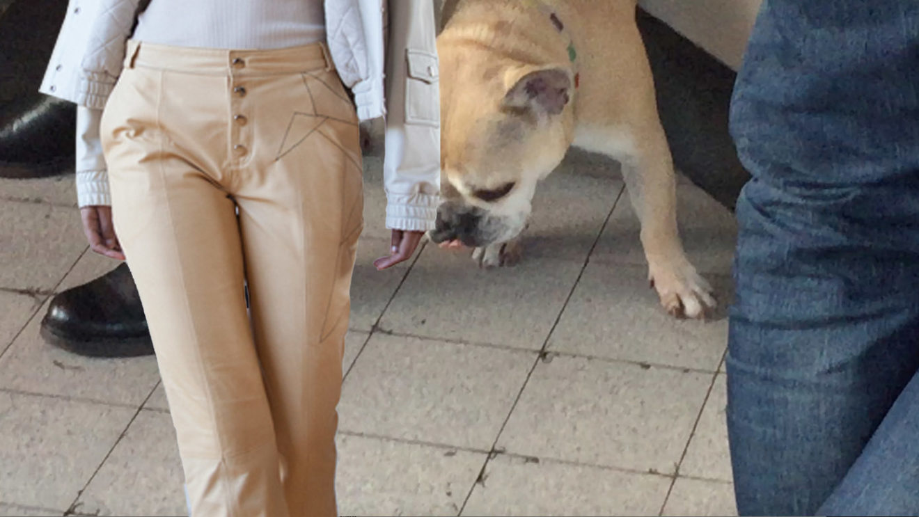 beigedog